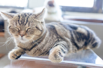 cat sleep on the floor