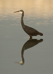 Western reef heron and dramatic reflection at  Busaiteen coast, Bahrain