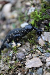 Alpensalamander