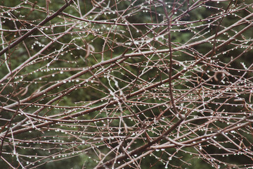 Water drops on branches pattern abstract background