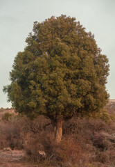 Old lonely tree in the middle of nowhere