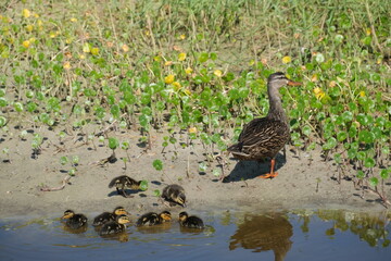 Mottled duck with her ducklings on the shore of a lake