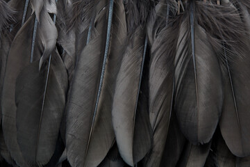 Black feathers macro texture background