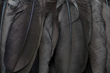 Black feathers texture background