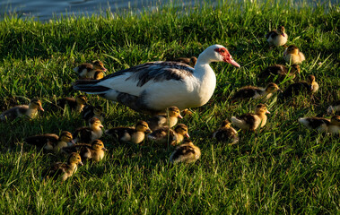 Mother Muscovy Duck with Ducklings