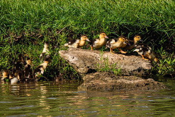 Muscovy Ducklings