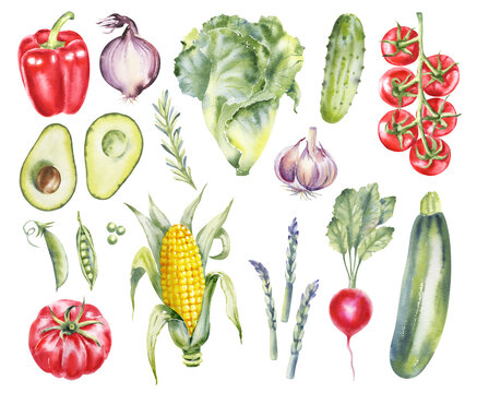 Watercolor vegetables illustration set: pepper, asparagus, zucchini, tomatoes, salad, onion, corn, avocado. Farm Healthy Food, Vegan