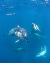 The long-beaked common dolphin (Delphinus capensis) pod hunting sardines during South Africa's...