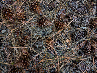 Pine cones on the ground with dried pine needles