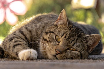 fauler Kater ruht sich aus