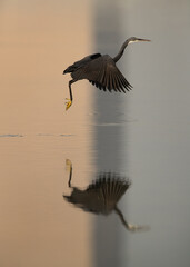 Dramatic reflection of Western reef heron fishing at Busaiteen coast, Bahrain