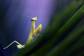 Exotic little Baby Mantis isolated in green natural background for macro photography images collection