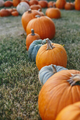pumpkins on the ground