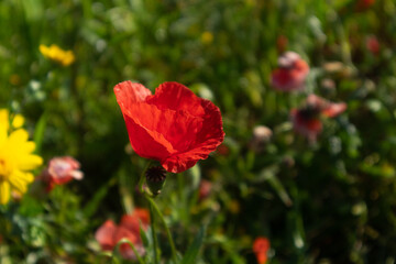 Obraz premium Close up of a red poppy flower in a field of flowers. Papaveroideae of the family Papaveraceae