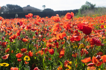 Close up of a red poppy flowers field. Papaveroideae of the family Papaveraceae