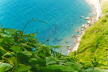 Sea background with plants frame.