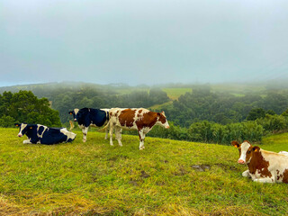 Fototapeta na wymiar Cattle in a cloudy green landscape of Sao Miguel island, Azores.
