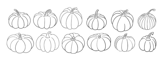 Big set of various hand drawn pumpkin squash in black ink outline isolated on white. vector illustration of contour sketch, autumn, Halloween, Thanksgiving design elements
