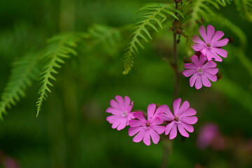 Red Campion, U.K. Macro image of Summer wildflowers.