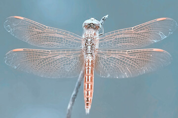 Amazing shape of dragonfly from all angle with colorful background for beautiful macro photography images collection