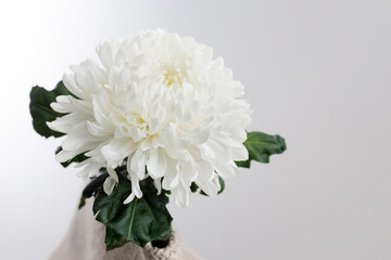 Large white chrysanthemum is on a grey background.