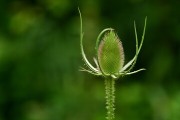 Teasel, U.K. Young Summer wildflower.