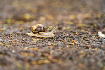 Schnecke auf Steinboden