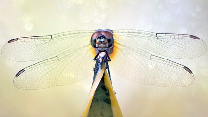 Amazing shape of dragonfly from all angle with colorful background for beautiful macro photography images collection