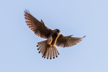Turmfalke im Flug auf der Suche nach Beute