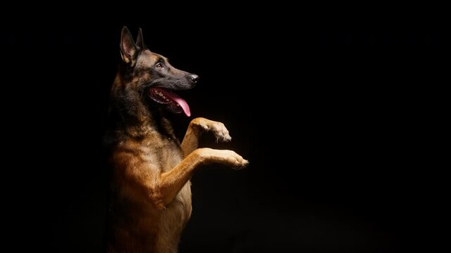 Shorthair brown malinois bard dog standing on back legs on black background side view. Trained Belgian shepherd puppy performing a command. Domestic animal training in studio, purebred gun dog.
