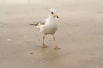 Seagull foraging on sand on Jekyll Beach in Georgia.