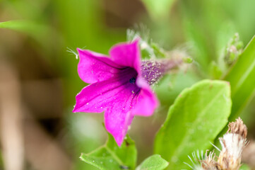 Flores nativas no Parque Municipal da Galheta, Florian&oacute;polis, Santa Catarina.