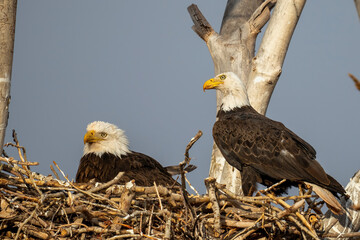 American Bald Eagle
