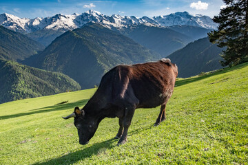 Cow in the highest Georgian mountain Shkhara in Svaneti, Georgia.