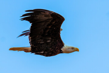 American Bald Eagle