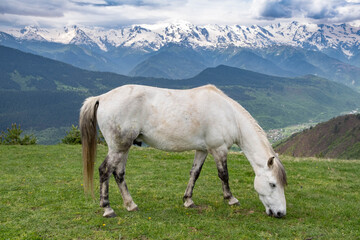 Horse under the highest Georgian mountain Shkhara in Svaneti, Georgia.
