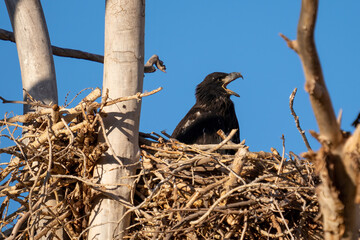 American Bald Eagle eaglet