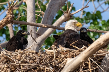 American Bald Eagle with eaglets