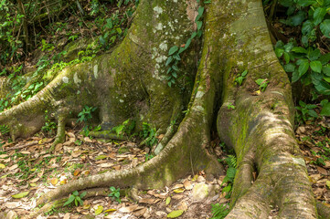 Figueira na Costa da Lagoa da Conceição, Florianópolis, Santa Catarina.