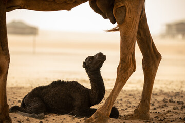 Photo of a Camel with its calf shot at a Bedouin tent in UAE