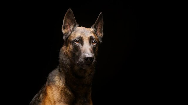 Portrait of a malinois bard dog on black background. Side view of Belgian shepherd dog breathing with tongue hanging out. Shooting domestic animal sitting in studio, purebred gun puppy.