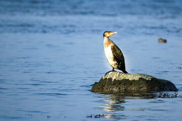 Kormoran auf Stein mit Meerpanorama