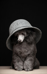 Naklejka premium image of dog hat dark background