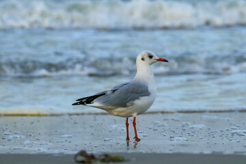 Naklejka premium Möwe steht im Sand mit Meerpanorama