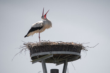 Storch klappert mit dem Schnabel
