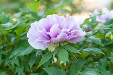 lilac peony flower close-up on a green background