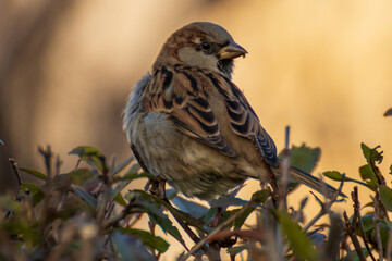 Spatz schaut nach hinten 