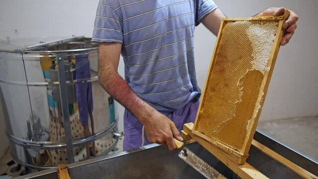 Beekeeper works with honeycomb full of fresh golden honey. Bee master removes excess beeswax with the scraper by hand, preparing for pumping honey.