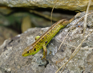 Zauneidechse, Lacerta agilis, sand lizard