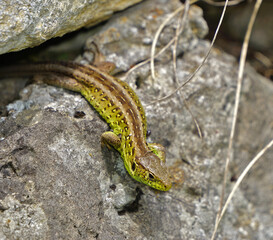 Zauneidechse, Lacerta agilis, sand lizard